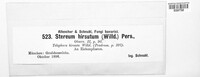 Stereum hirsutum image